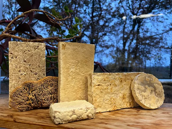 fungal-wood composites made from diverse fungi